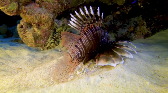 İklim değişikliği denizlerdeki istilacı türleri de artırıyor